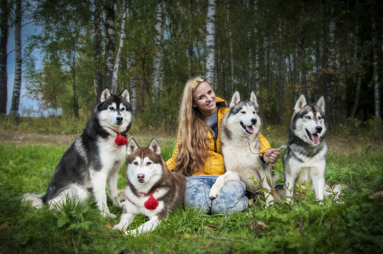 Катание на собачьих упряжках Хасках. Знакомства с Хаски в HaskiPark в Набережных  Челнах